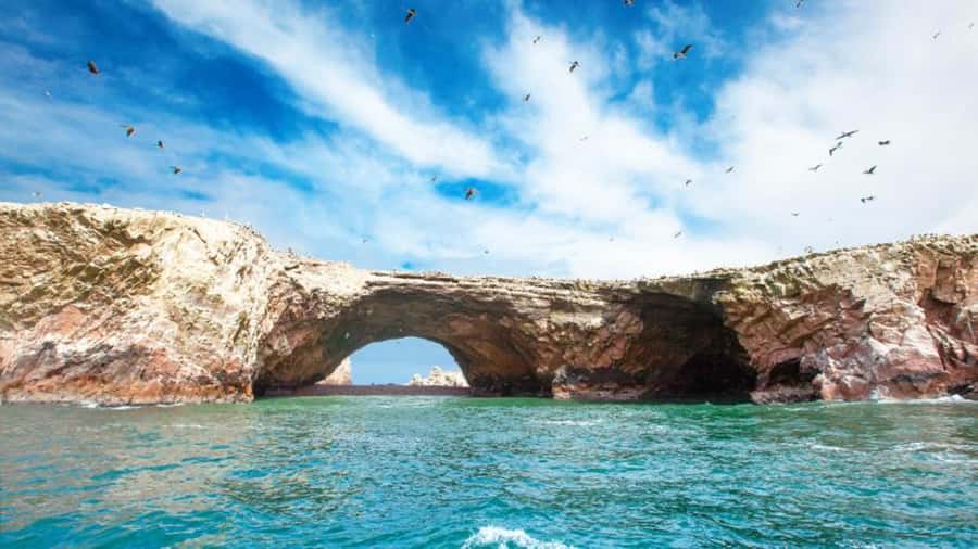 Ballestas Islands & Paracas National Reserve from Paracas - Is the $34 price worth it?
