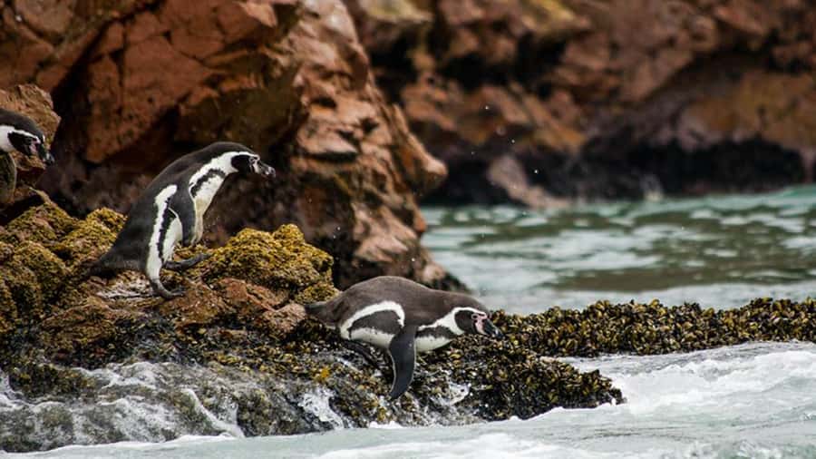 Ballestas Islands & Paracas National Reserve from Paracas - Why this Paracas day works so well