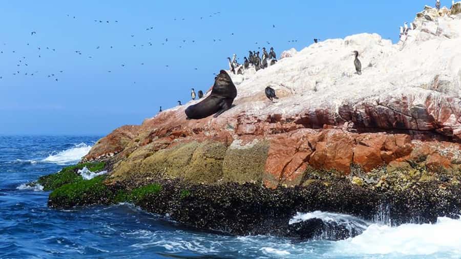Ballestas Islands & Paracas National Reserve from Paracas - One hour along El Chaco Boulevard