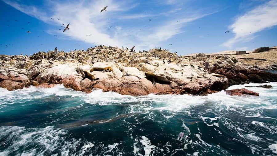 Ballestas Islands & Paracas National Reserve from Paracas - Who should book this experience