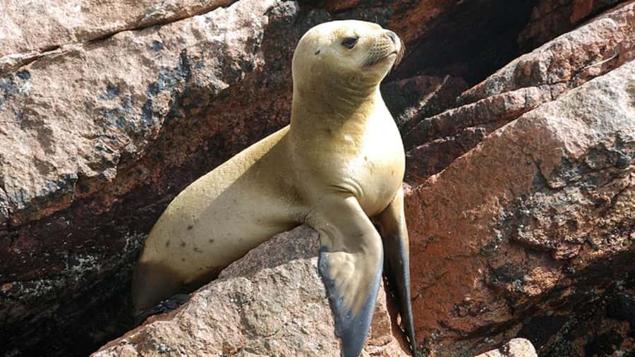 Ballestas Islands & Paracas National Reserve from Paracas - The 8:00 am cruise to the Candelabro