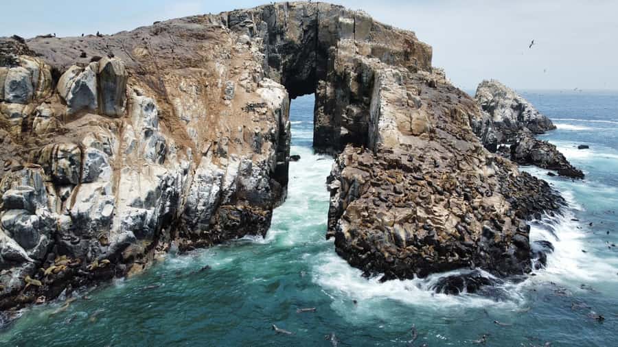 Callao: Swimming with Sea Lions Palomino Islands Boat Tour - Why this Callao trip is worth your morning