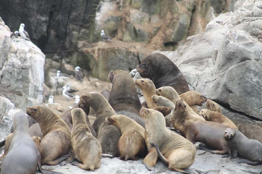 Callao: Swimming with Sea Lions Palomino Islands Boat Tour - Reaching Palomino Island at about 11:30