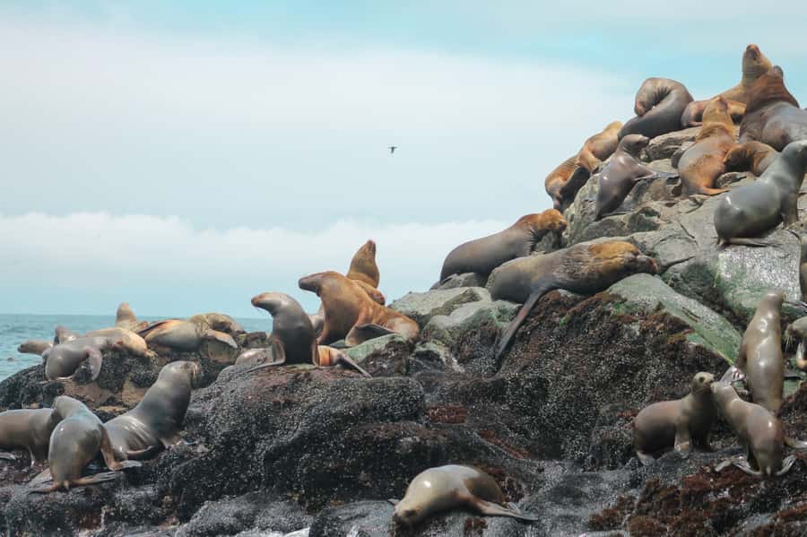 Callao: Swimming with Sea Lions Palomino Islands Boat Tour - What the $76 price includes