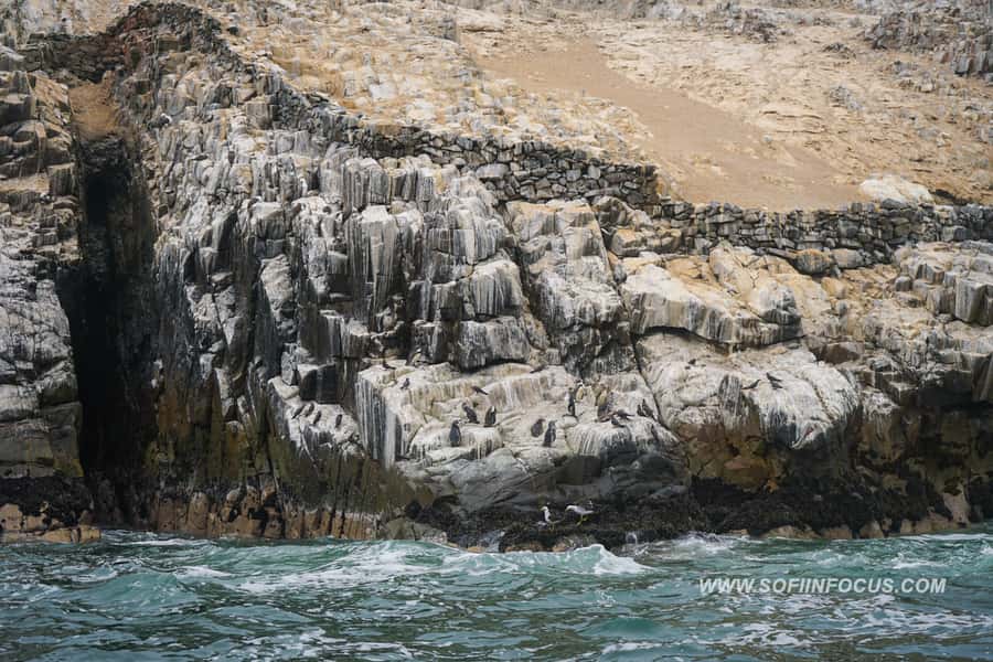 Callao: Swimming with Sea Lions Palomino Islands Boat Tour - Who should book this experience