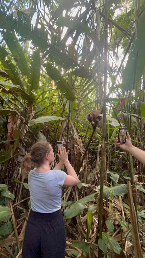 Canopy Tower, Zipline, Kayak, and Monkey Island … - Key points at a glance