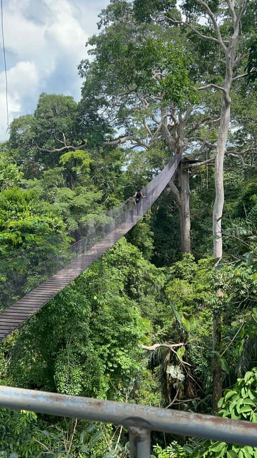 Canopy Tower, Zipline, Kayak, and Monkey Island … - Lunch, hammocks, and the long midday pause
