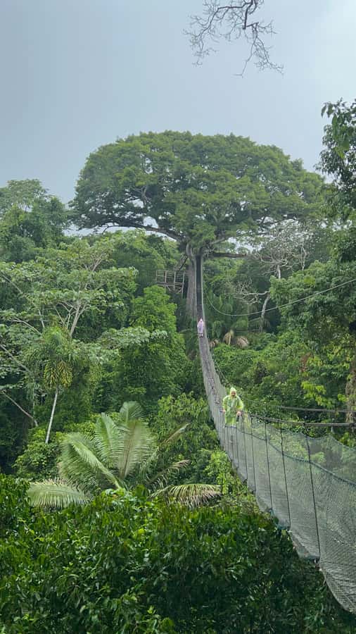 Canopy Tower, Zipline, Kayak, and Monkey Island … - Crossing the canopy bridge and riding two ziplines