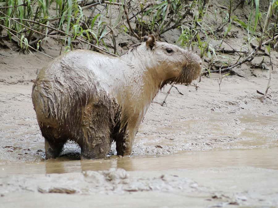 Capibara and caiman search on the Tambopata river - Practical details before you go