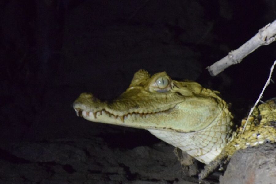 Capibara and caiman search on the Tambopata river - A possible dry-season beach walk