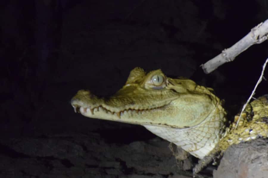 Capibara and caiman search on the Tambopata river - Returning to Puerto Maldonado