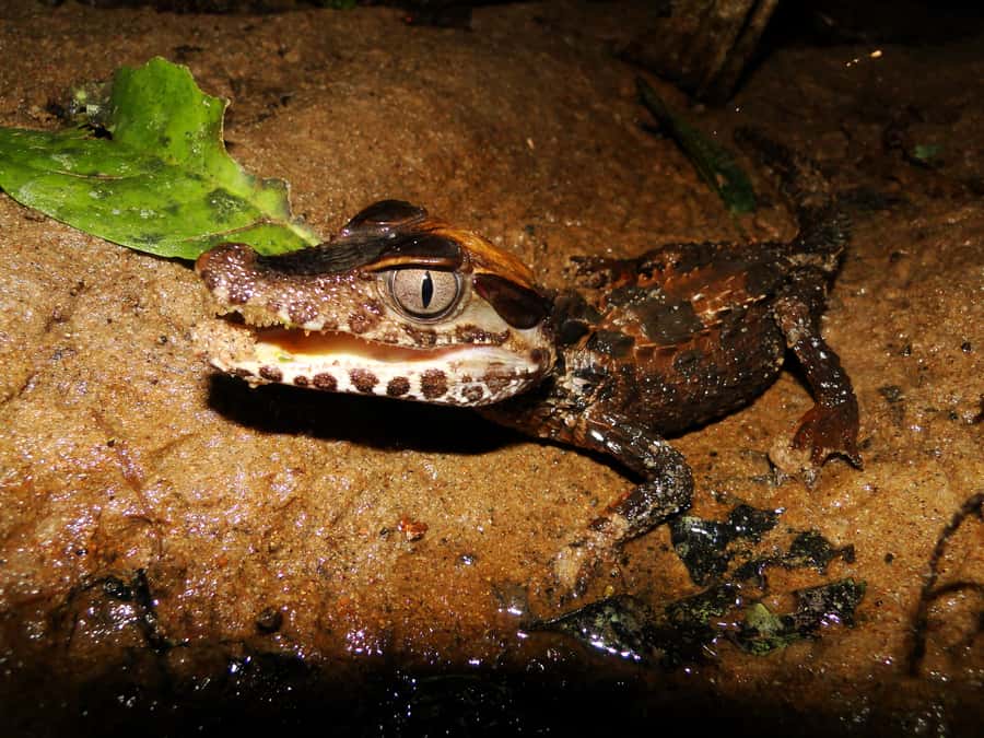 Capibara and caiman search on the Tambopata river - Is $55 a fair price?