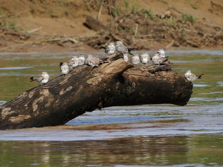 Capibara and caiman search on the Tambopata river - Who should book this Tambopata sunset trip?