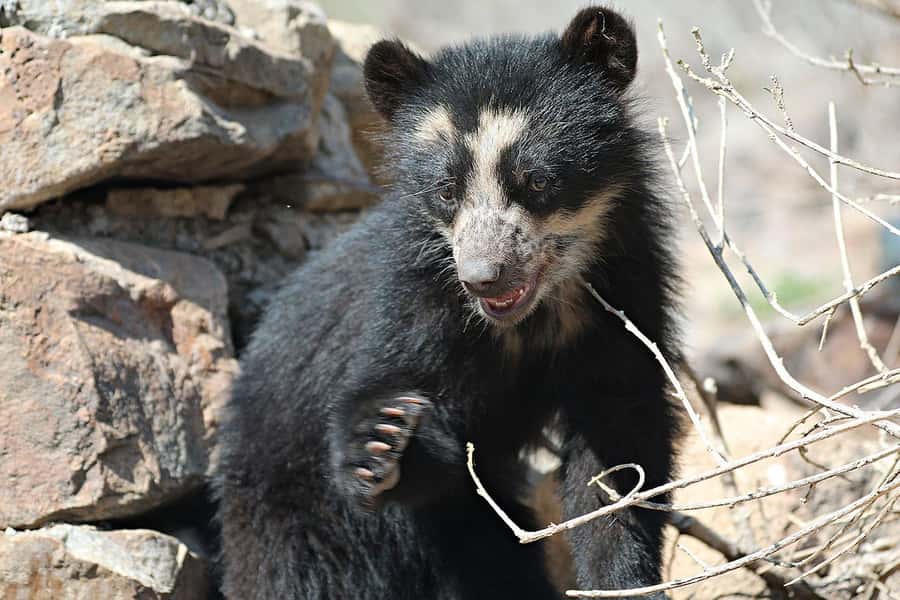 Chiclayo: Chaparri Ecological Reserve Tour - Why Chaparri is worth the long road from Chiclayo