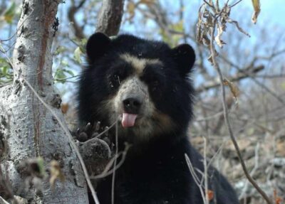 Chiclayo: Chaparri Ecological Reserve Tour