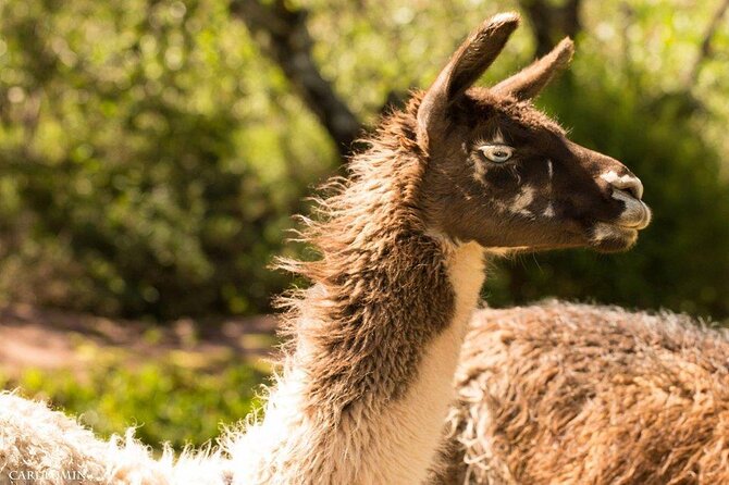 Cochahuasi Animal Sanctuary® Admission Ticket - Why Cochahuasi matters near Cusco