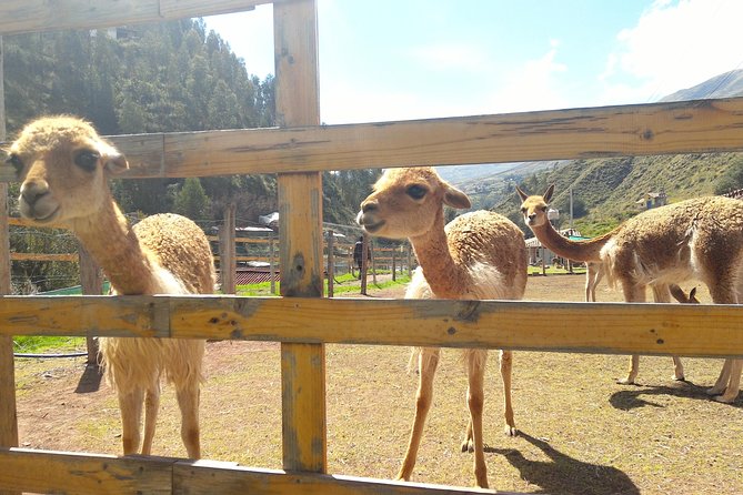 Cochahuasi Animal Sanctuary® Admission Ticket - The guide makes the difference