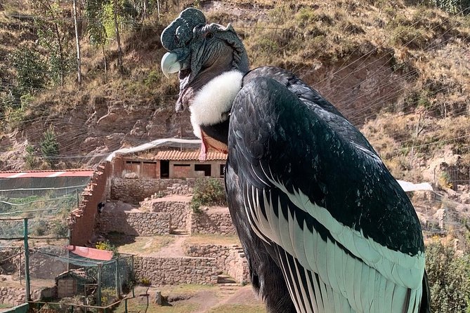 Cochahuasi Animal Sanctuary® Admission Ticket - Alpacas, condors and possible animal interaction