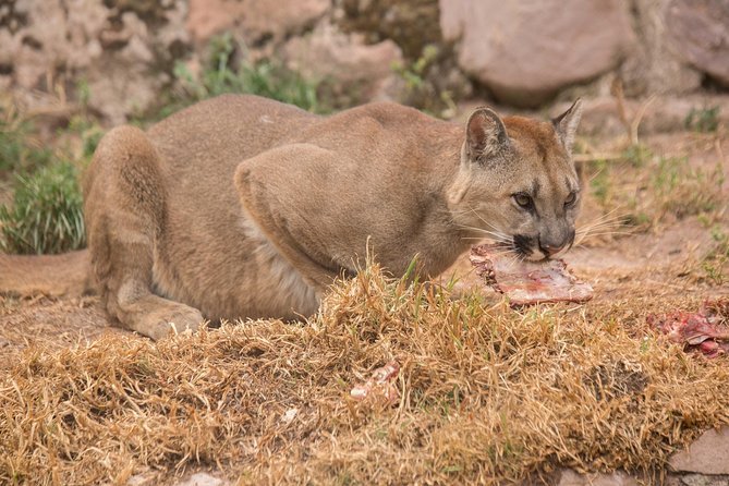 Cochahuasi Animal Sanctuary® Admission Ticket - The difficult question of enclosure quality