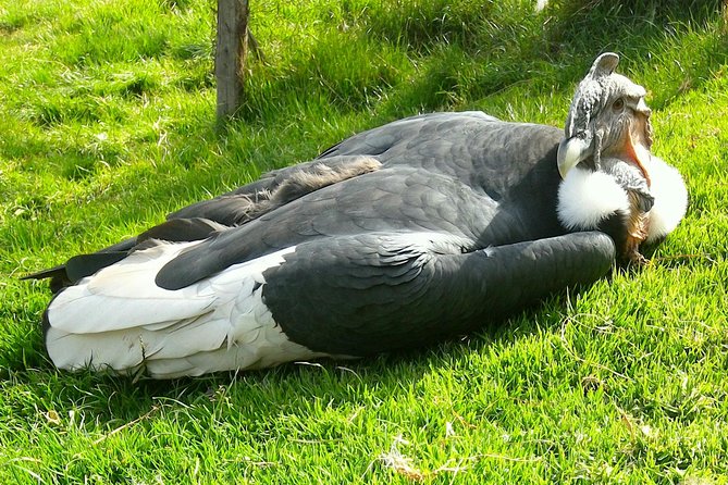 Cochahuasi Animal Sanctuary® Admission Ticket - What you see during the 45-minute to 90-minute visit