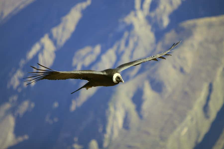 Colca Canyon: 2-Day Tour from Arequipa to Puno - Why this two-day route works well