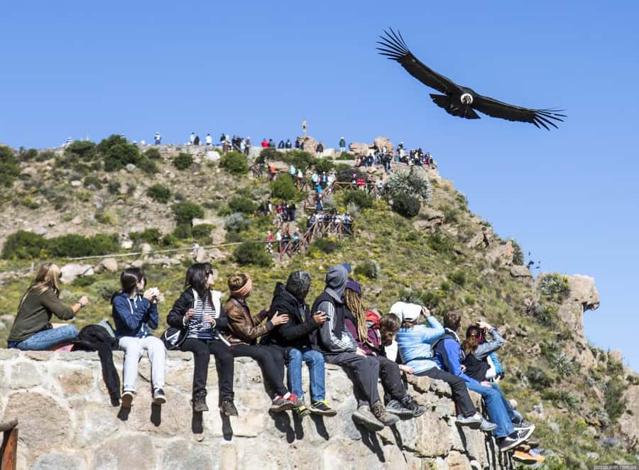 Colca Canyon: 2-Day Tour from Arequipa to Puno - Day 2: Cruz del Condor and the morning flight of the birds
