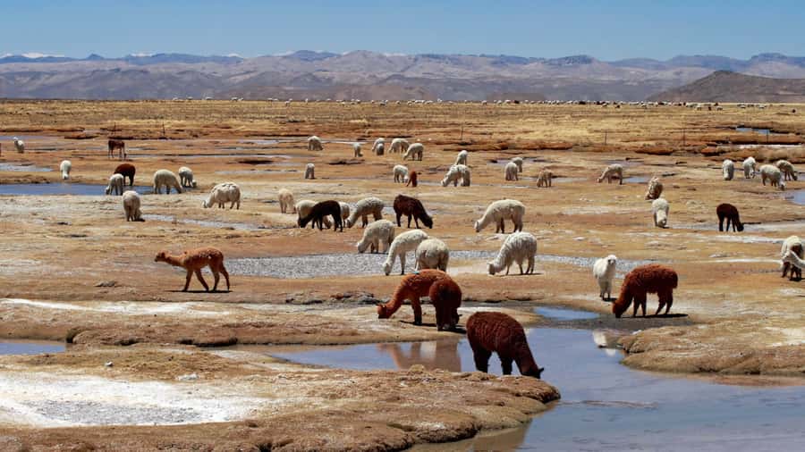 Colca Canyon: 2-Day Tour from Arequipa to Puno - Who will enjoy this trip most