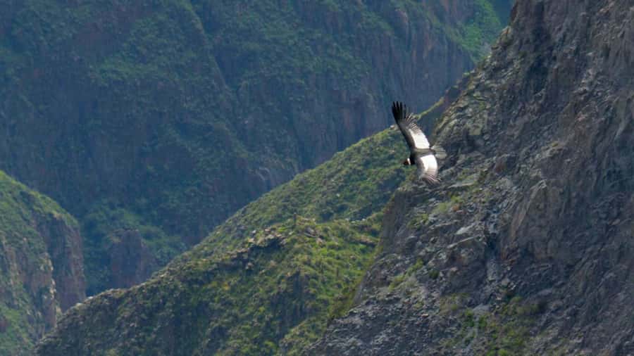 COLCA CANYON FULL DAY TOURS - Toccra wetlands, alpacas, and vicuñas