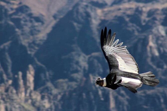 Colca Canyon Plus - Coporaque, a local night in the Colca Valley