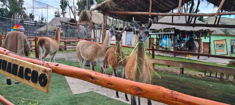 Cusco: Alpaca and Llama Farm Tour w/ Transfer & Weaving Demo - What makes this farm visit worth your time