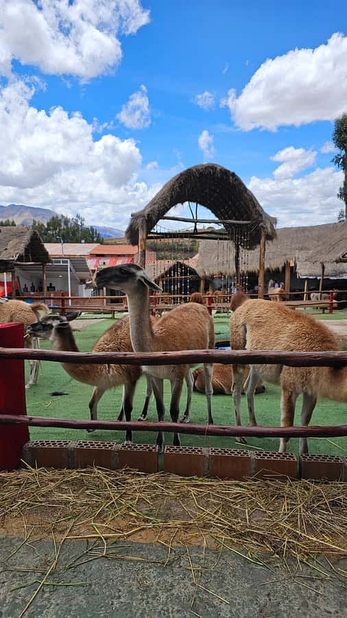 Cusco: Alpaca and Llama Farm Tour w/ Transfer & Weaving Demo - From Cusco streets to Andean camelids