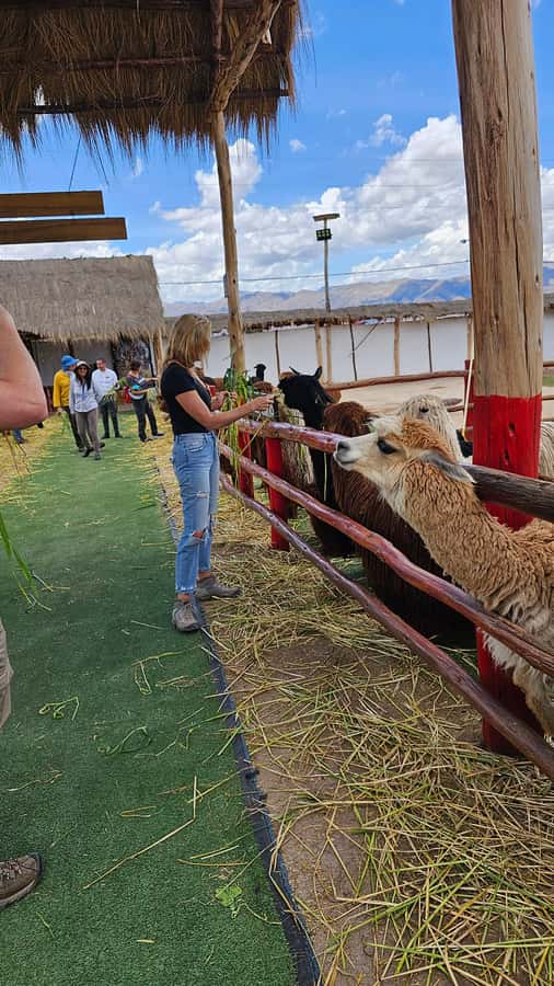 Cusco: Alpaca and Llama Farm Tour w/ Transfer & Weaving Demo - Who should book this Cusco farm tour?