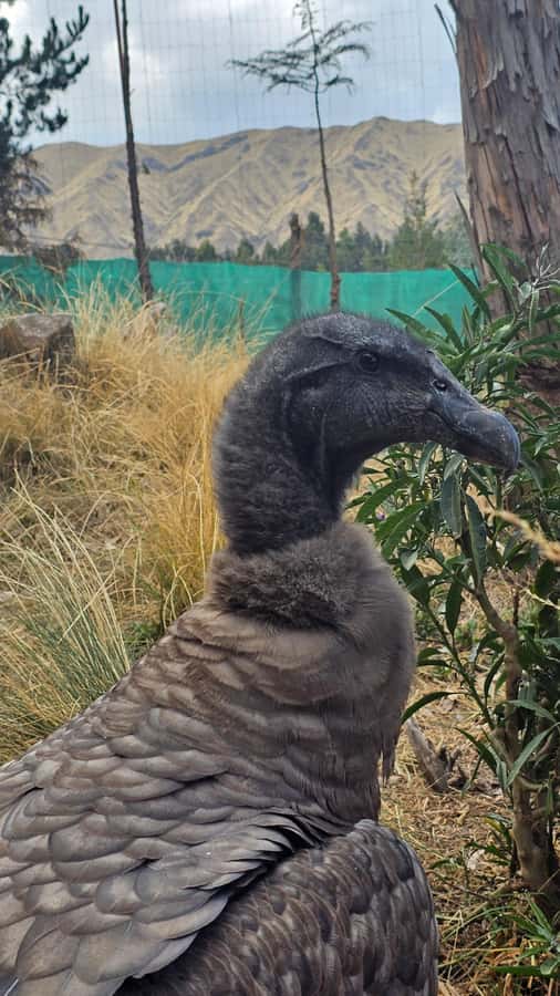 Cusco: Alpaca and Llama Farm Tour w/ Transfer & Weaving Demo - Booking details to know before you go