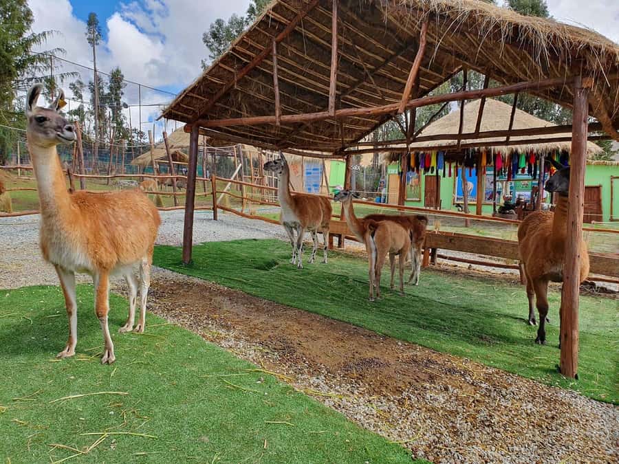 Cusco: Alpaca and Llama Farm Tour w/ Transfer & Weaving Demo - Should you book it?