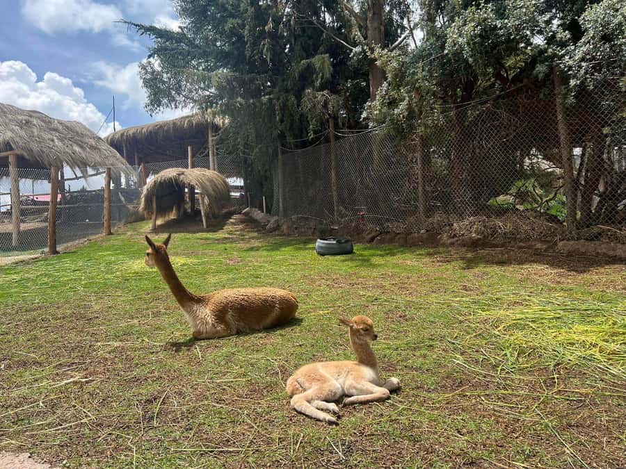Cusco: Alpaca and Llama Farm Tour w/ Transfer & Weaving Demo - Meeting alpacas, llamas, vicuñas, and huanacos