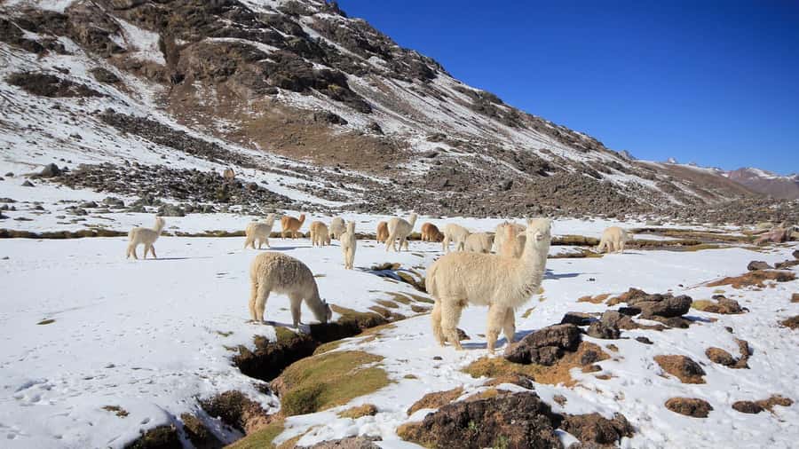 Cusco: Ausangate Tour 7 Lagoons full day - Who should book this full-day outing?