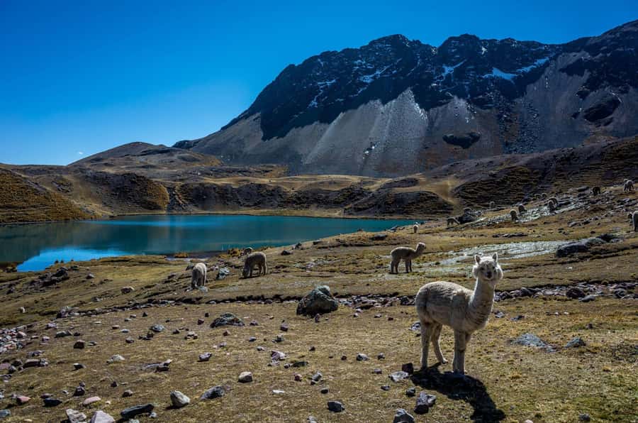 Cusco: Excursion to Ausangate 7 Lagunas + lunch - Breakfast in Pacchanta before the walk