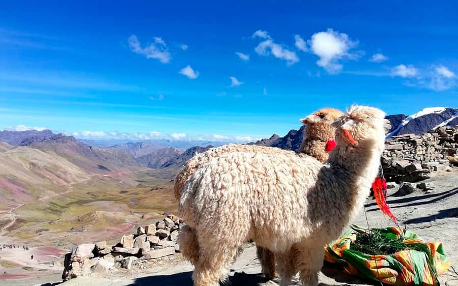 Cusco: Mountain of 7 colors Vinicunca and the Red Valley (optional) - Should You Book the Vinicunca Tour?