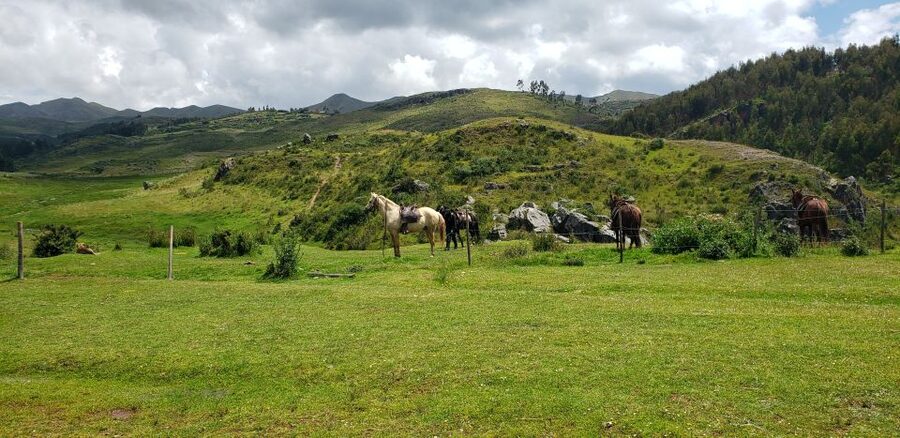 Cusco: Sacsayhuaman Guided Tour and 1-Hour Horseback Ride - Choosing a horse for a one-hour ride
