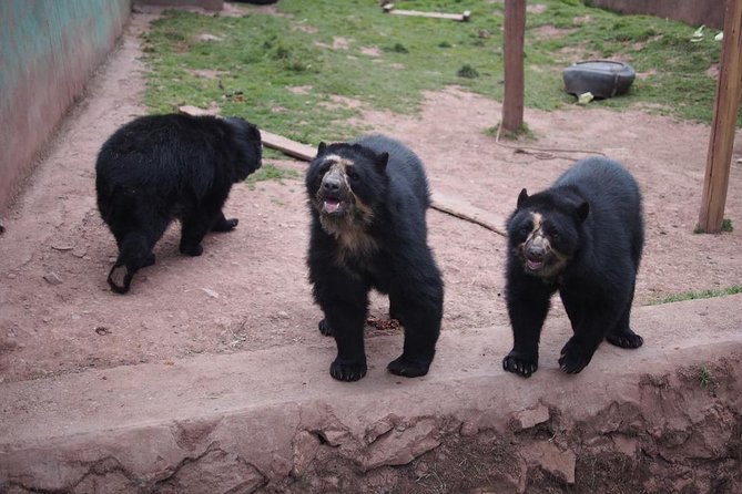 Cusco Santuario de Animales Rescatados en Cusco - What the morning pickup is like