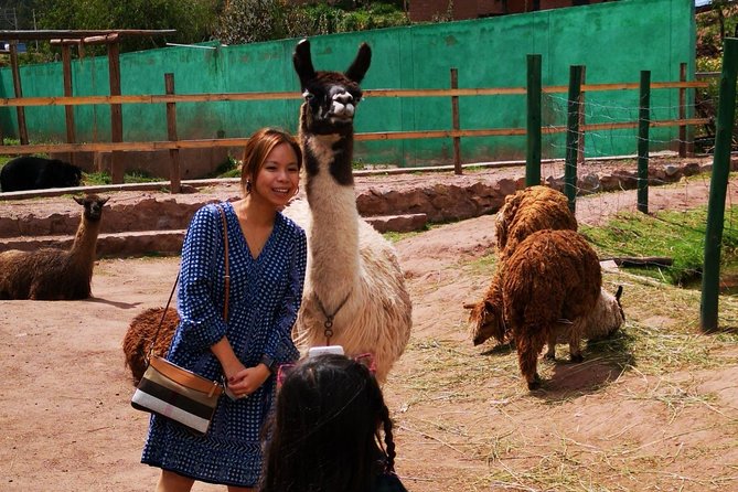 Cusco Santuario de Animales Rescatados en Cusco - Why the condor encounter matters