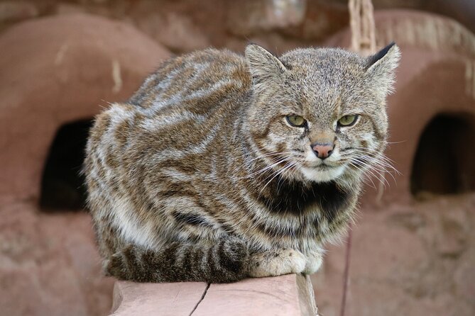 Cusco Santuario de Animales Rescatados en Cusco - Practical details before you go