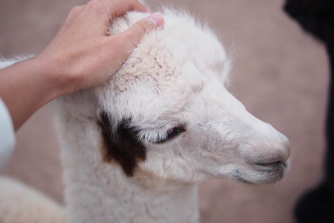 Cusco Santuario de Animales Rescatados en Cusco - A guided walk through the animal enclosures