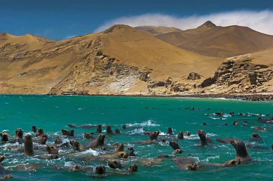 Discover Paracas, Ica and Nasca in a 2 days and 1 night trip - Key points at a glance