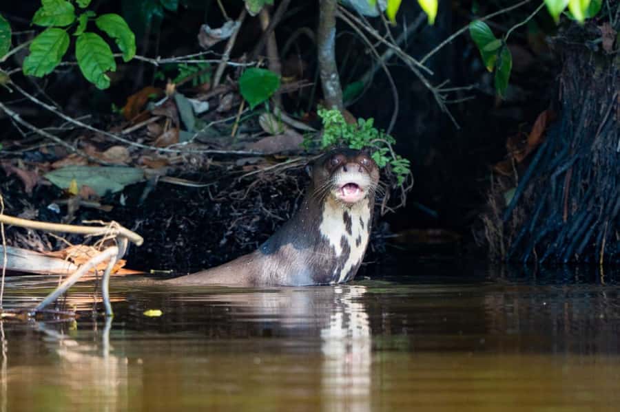 Excursion 2 days/1 nights in the jungle: Tambopata - Key points to know before booking