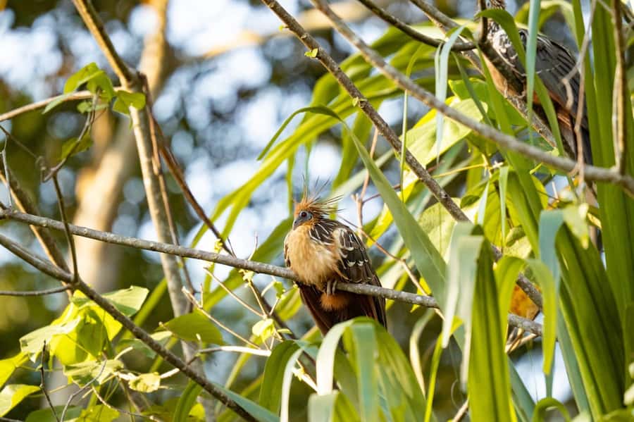 Excursion 2 days/1 nights in the jungle: Tambopata - Zipline and canopy walk at tree level