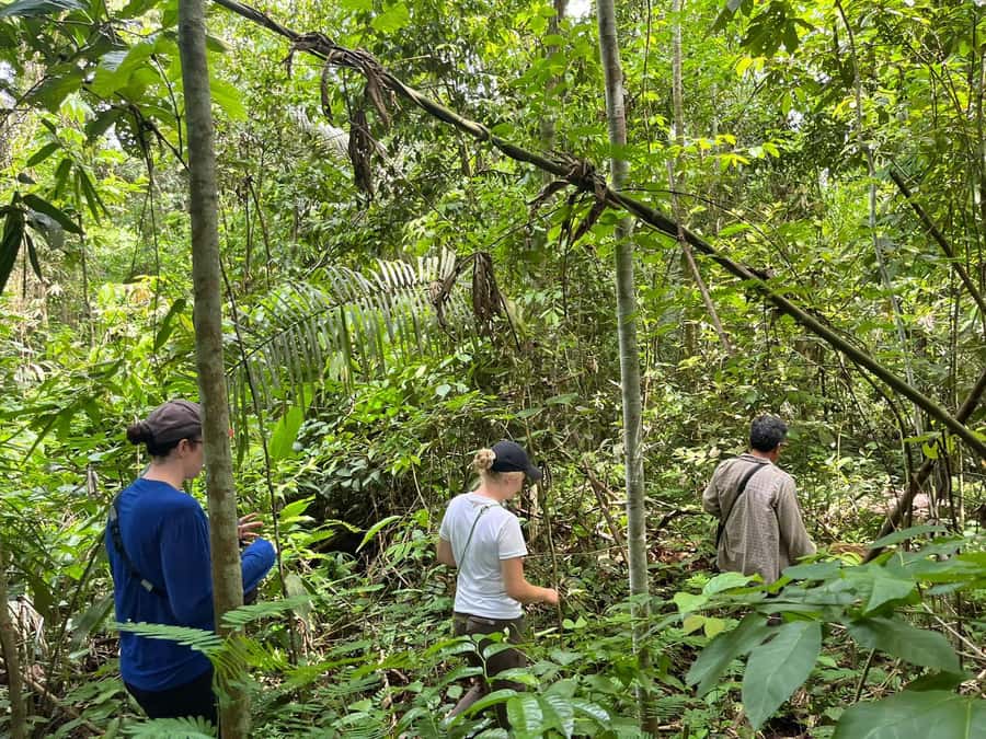 Excursion 2 days/1 nights in the jungle: Tambopata - Meals, lodging, and the $280 value