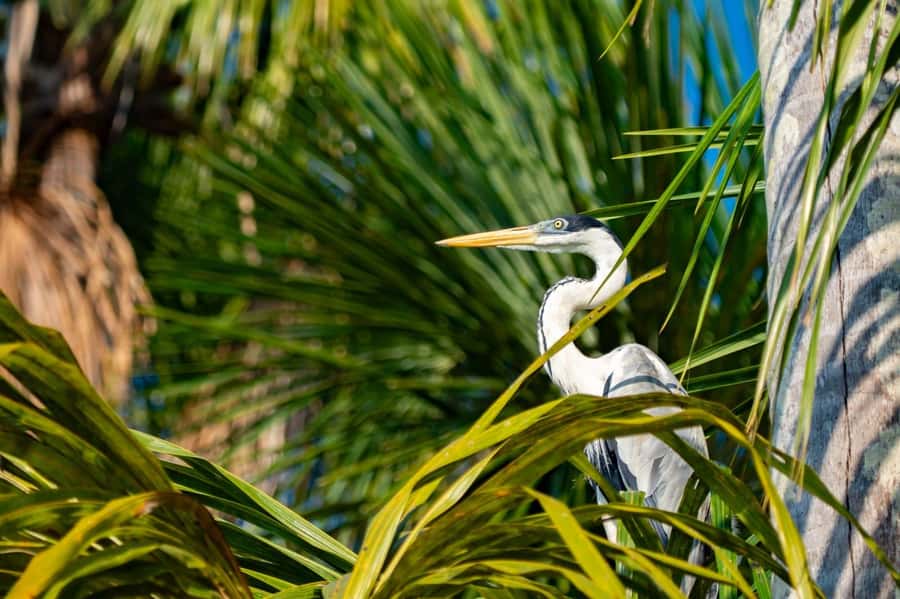 Excursion 2 days/1 nights in the jungle: Tambopata - Who will enjoy this two-day Tambopata trip