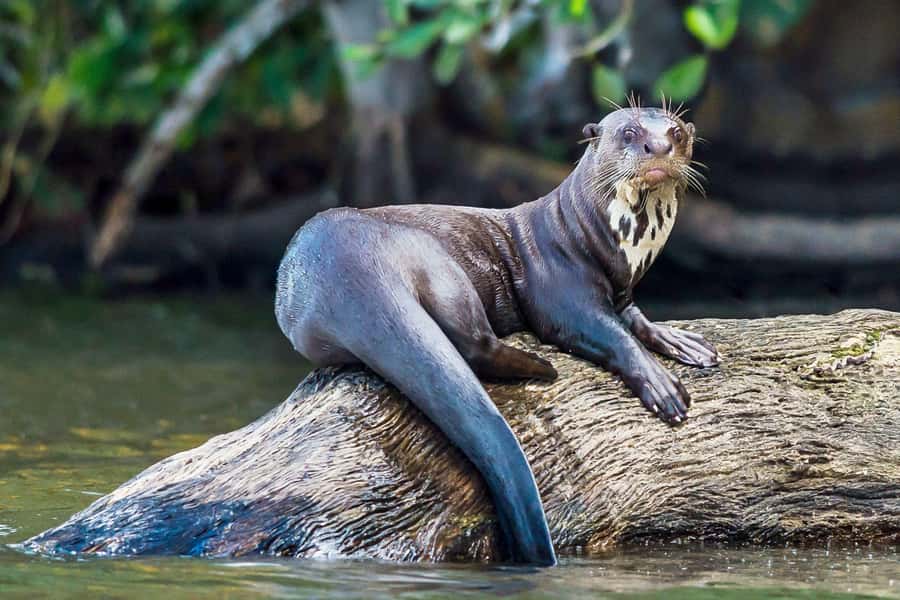Excursion 3 days/2 nights in the jungle - Key points to know before booking