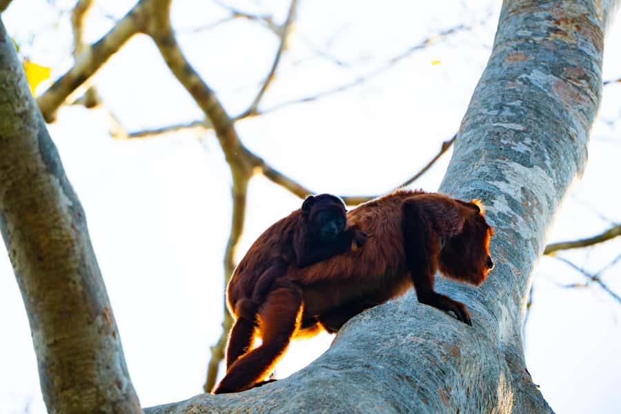 Excursion 3 days/2 nights in the jungle - Sandoval Lake by paddleboat